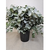 EUC CINEREA PER STEEL -IT-